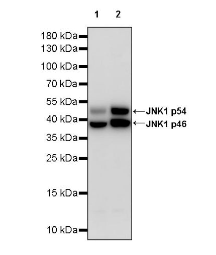JNK1 Recombinant Rabbit mAb (S-1153-21)