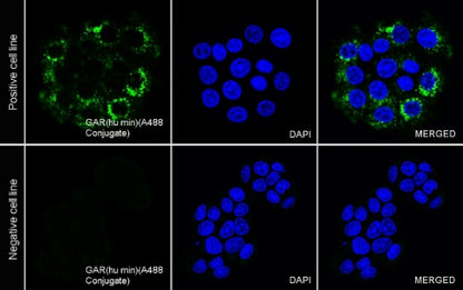 Goat Anti-Rabbit IgG (H+L) (min X Hu Sr Prot), F(ab')2 Fragment (Alexa Fluor® 488 Conjugate)