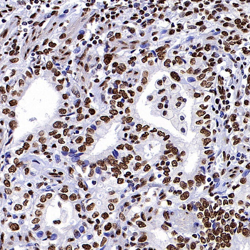 Histone H3 (di+tri methyl K79) Recombinant Rabbit mAb (S-854-48)