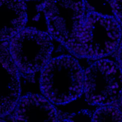 p27 Recombinant Rabbit mAb (Alexa Fluor® 700 Conjugate) (SDT-R350)