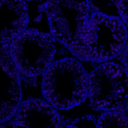 p27 Recombinant Rabbit mAb (Alexa Fluor® 700 Conjugate) (SDT-R350)