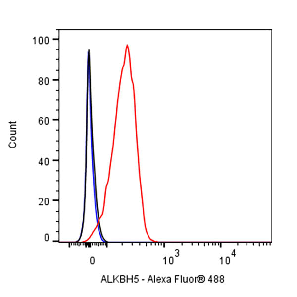 ALKBH5 Recombinant Rabbit mAb (S-2264-39)
