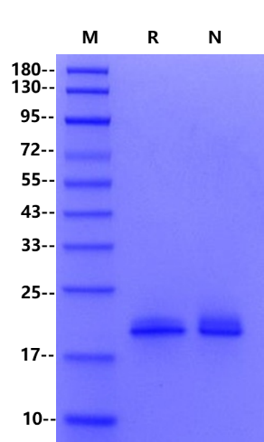 Recombinant Trypsin