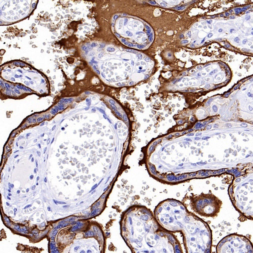 ALPG Rabbit Polyclonal Antibody