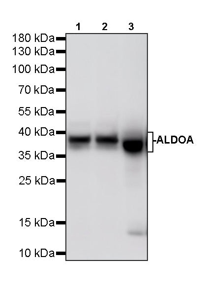 ALDOA Mouse mAb