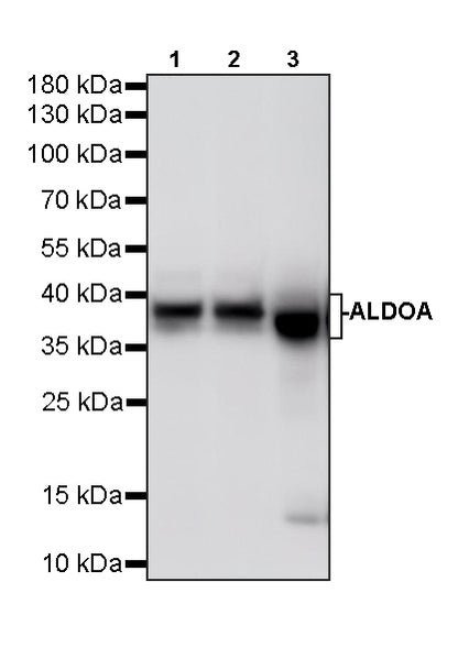 ALDOA Mouse mAb