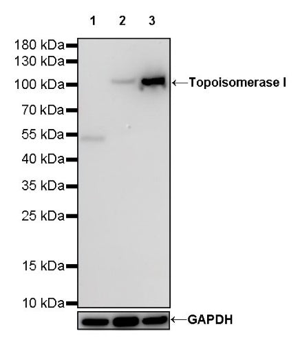 S-RMab®Topoisomerase I Recombinant Rabbit mAb (S-R209)