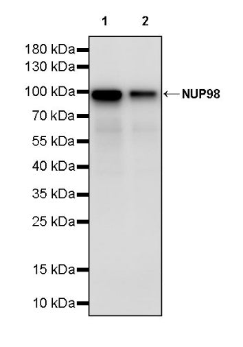 NUP98 Recombinant Rat mAb (S-3384)
