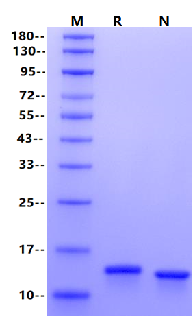 IL-2 Protein, Rat