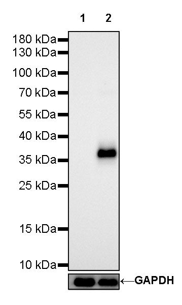 CD7 Recombinant Rabbit mAb,PBS Only (SDT-R165)