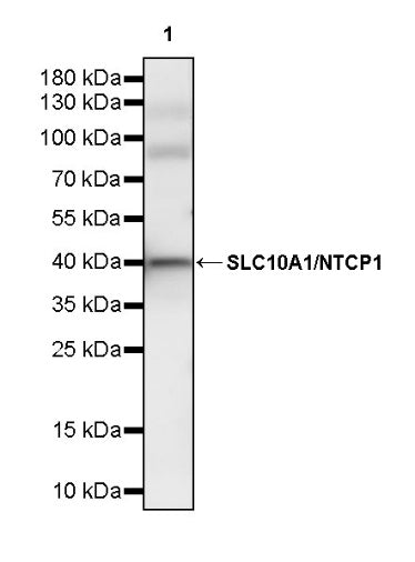 SLC10A1/NTCP1 Recombinant Rabbit mAb (S-2844-23)