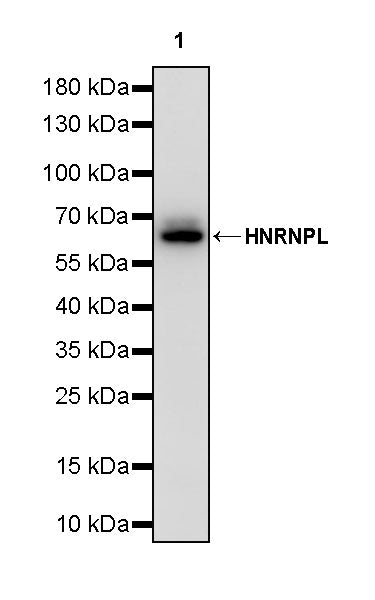 HNRNPL Rabbit Polyclonal Antibody