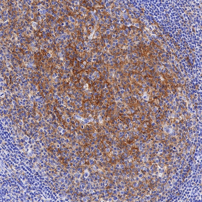 CD80 Recombinant Rabbit mAb (S-288-154)