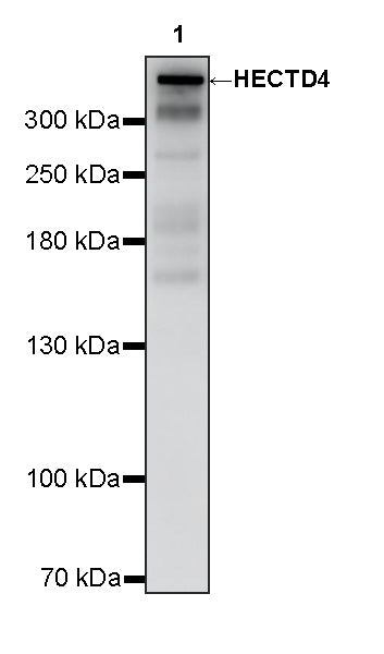 HECTD4 Recombinant Rabbit mAb (S-4562-67)