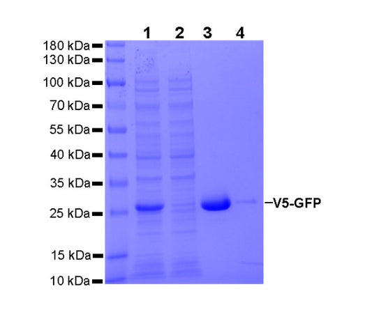 Anti-GFP Nanobody Agarose Beads