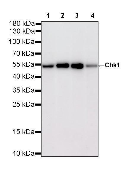 Chk1 Recombinant Mouse mAb (S-6263)