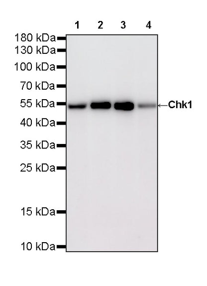 Chk1 Recombinant Mouse mAb (S-6263)