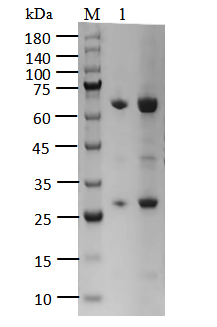 CK2α2/CK2β Protein