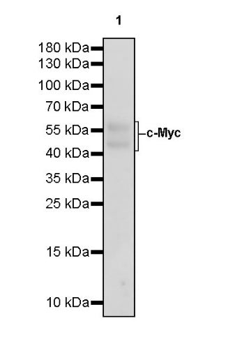 c-Myc Recombinant Rabbit mAb (S-519-54)