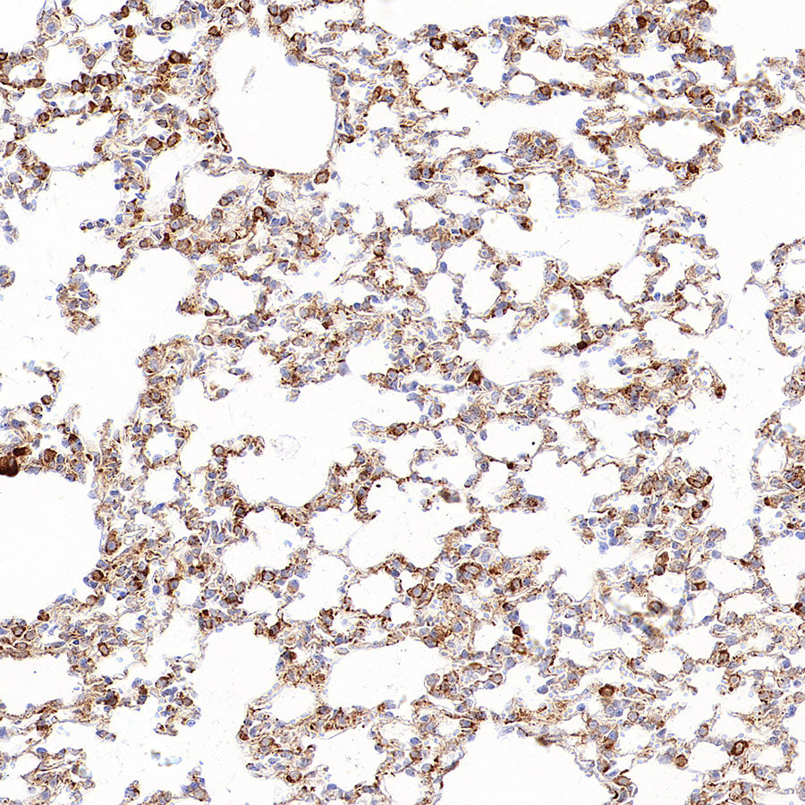 P4HB Recombinant Rabbit mAb