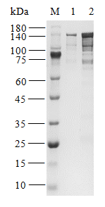 BMPR2 Protein, Human