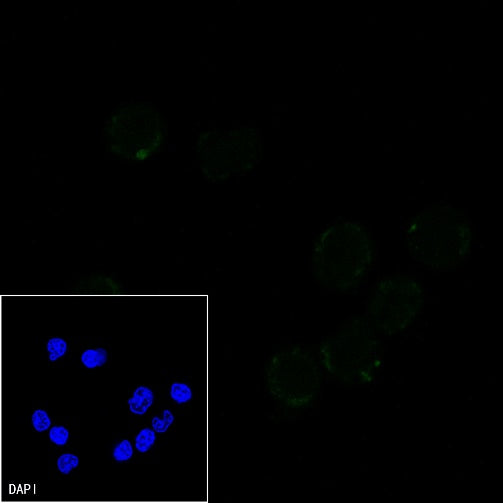 CD3 epsilon Recombinant Rabbit mAb (Alexa Fluor® 488 Conjugate) (SDT-241-49)