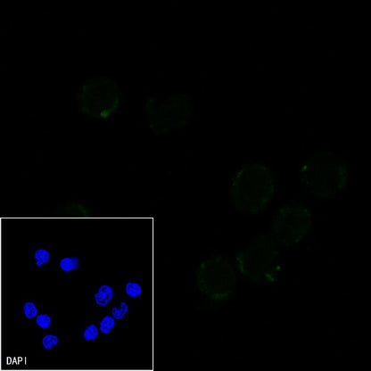 CD3 epsilon Recombinant Rabbit mAb (Alexa Fluor® 488 Conjugate) (SDT-241-49)