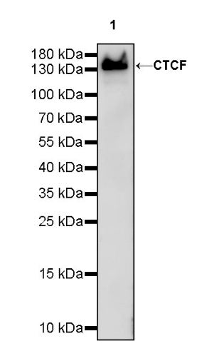 CTCF Recombinant Rabbit mAb (S-924-14)