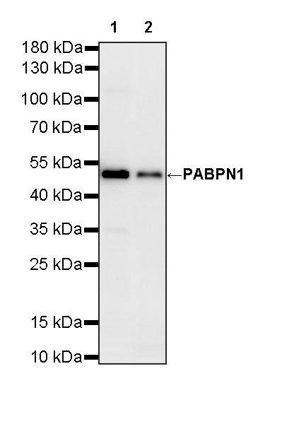 PABPN1 Rabbit Polyclonal Antibody