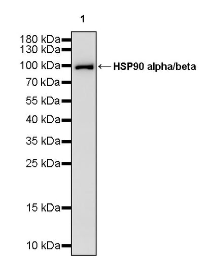 HSP90 alpha/beta Recombinant Mouse mAb (S-5282)
