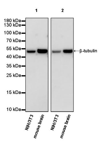 β-tubulin Recombinant Rabbit mAb (HRP Conjugate) (S-R014)