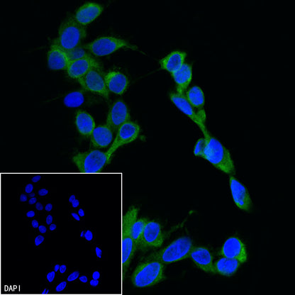 GAPDH Recombinant Rabbit mAb (FITC Conjugate) (S-240-147)
