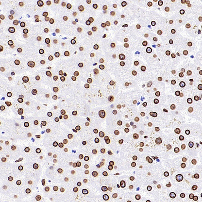 Lamin A/C Recombinant Rabbit mAb (S-950-164)