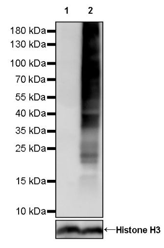 Phosphotyrosine Mouse mAb (S-R433-1)