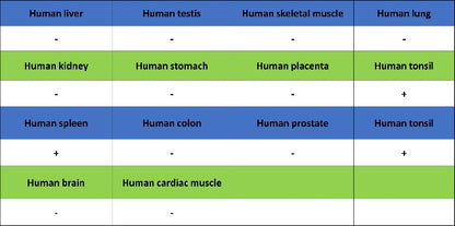 Jak3 Recombinant Rabbit mAb (S-4219)