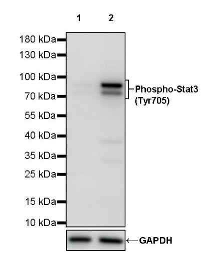 Phospho-Stat3 (Tyr705) Recombinant Rabbit mAb (S-1829-143)
