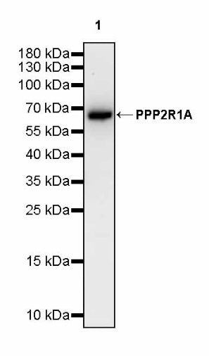 PPP2R1A Rabbit Polyclonal Antibody