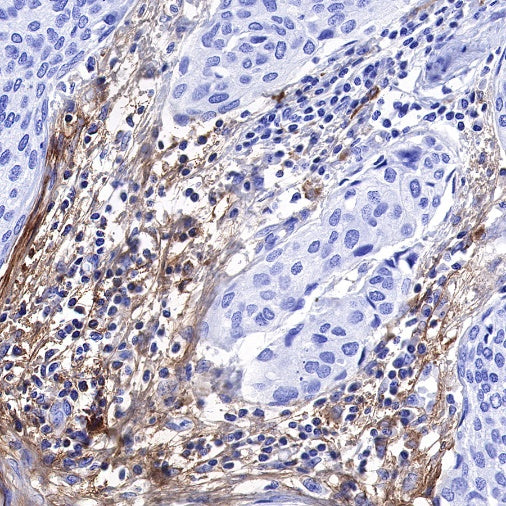 C1q Recombinant Rabbit mAb (S-472-105)