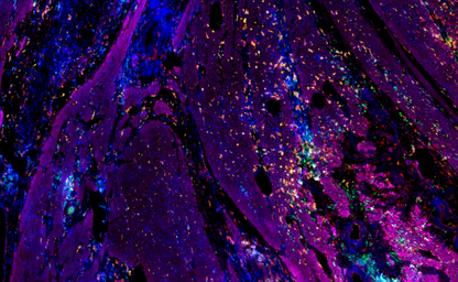 Absin 6-Color IHC Kit (Anti-Rabbit Secondary Antibody)