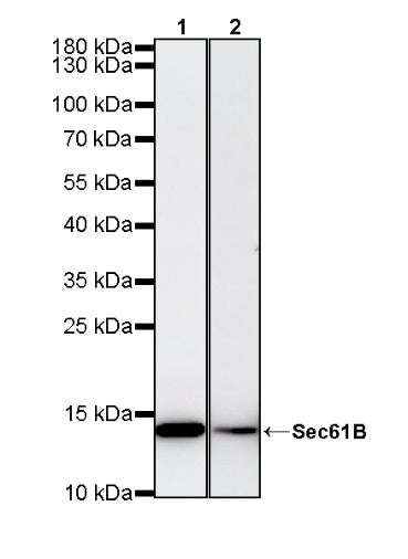 Sec61B Recombinant Rabbit mAb (S-4499-3)