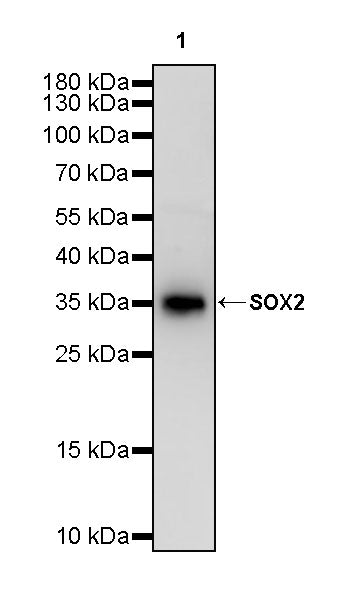 SOX2 Recombinant Rabbit mAb (S-5000)