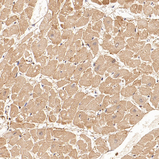 PPIF/Cyclophilin F Recombinant Rabbit mAb (S-2043-61)