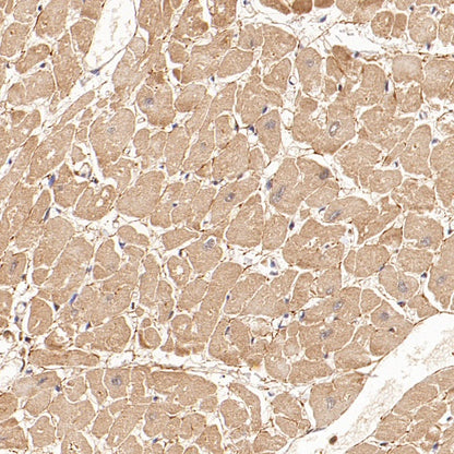 PPIF/Cyclophilin F Recombinant Rabbit mAb (S-2043-61)