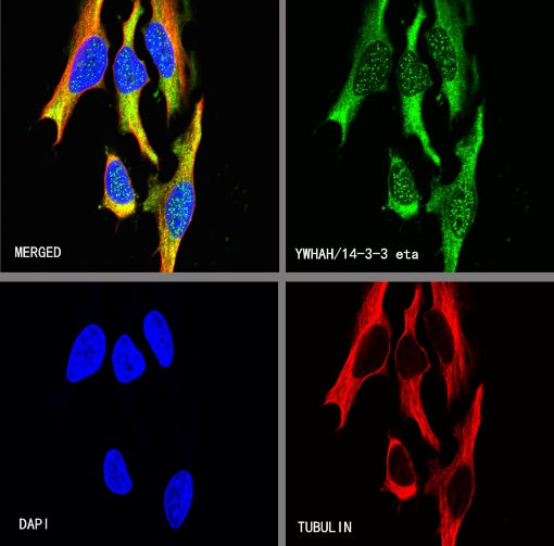 YWHAH/14-3-3 eta Recombinant Rabbit mAb (S-1327-22)