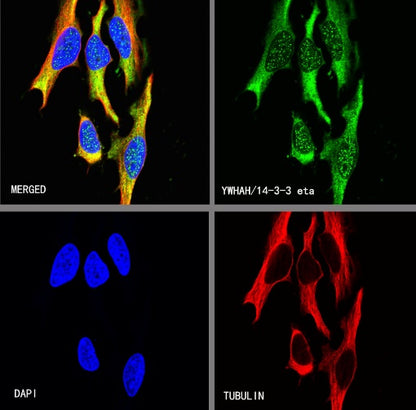 YWHAH/14-3-3 eta Recombinant Rabbit mAb (S-1327-22)
