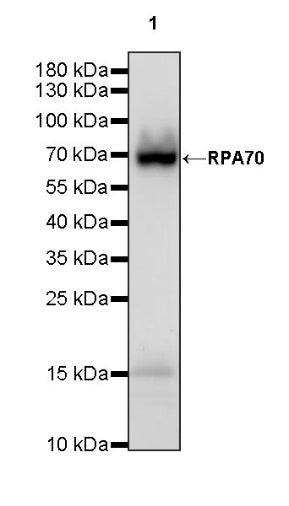 RPA70 Recombinant Rabbit mAb (S-1653-9)