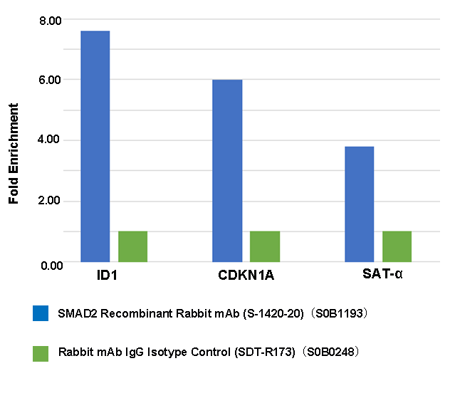 SMAD2 Recombinant Rabbit mAb (S-1420-20)