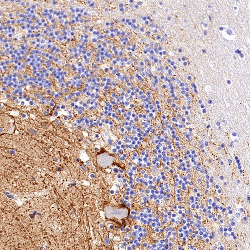 SLC6A1 Recombinant Rabbit mAb (SDT-2424-278)