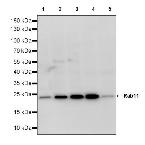 Rab11 Recombinant Rabbit mAb (S-1601-68)