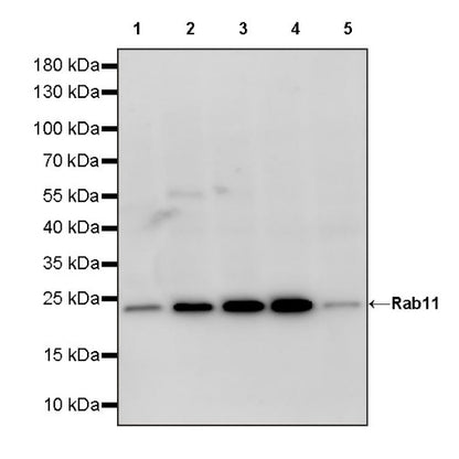 Rab11 Recombinant Rabbit mAb (S-1601-68)